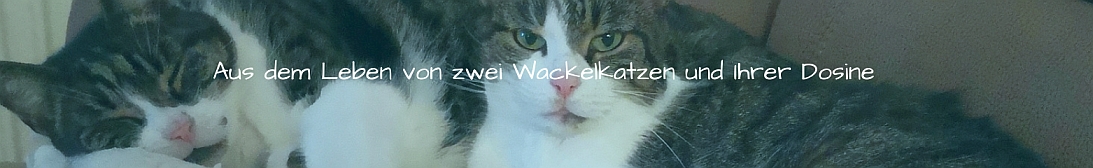 Wissenswertens über das Leben mit Wackelkatzen